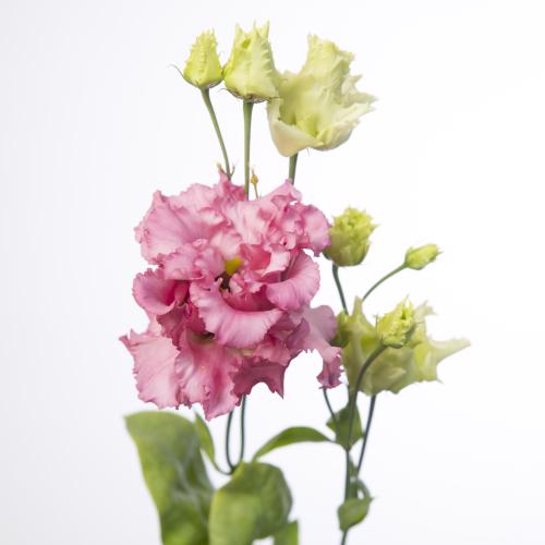10x Eust.alissa pink du 70cm