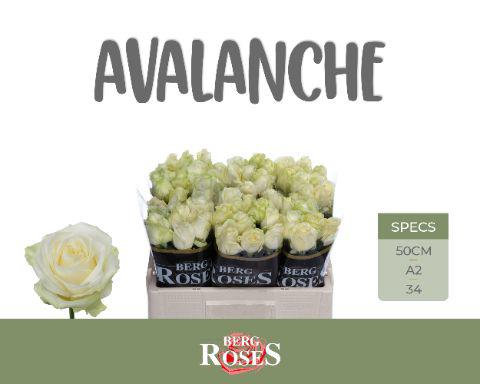 10x Rosa avalanche+ 50cm