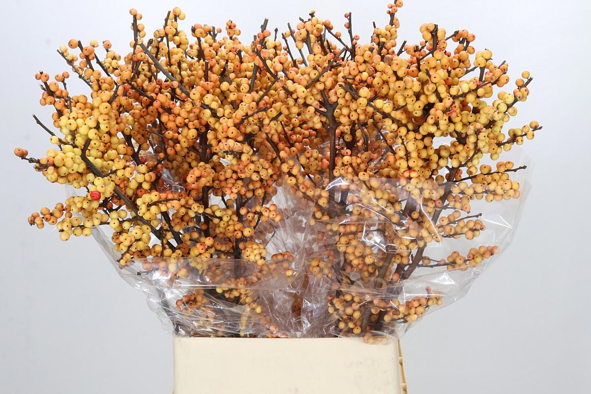 5x Ilex cresgold 80cm