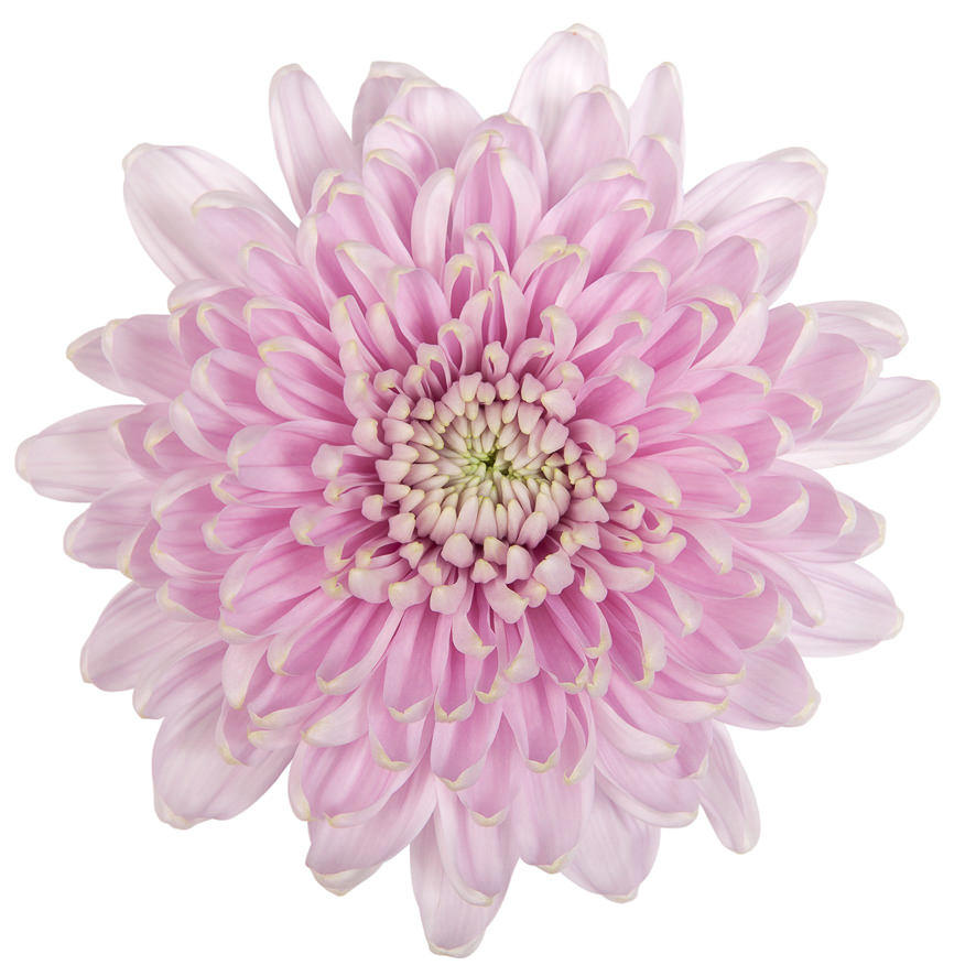 10x Chrysant rossano 70cm