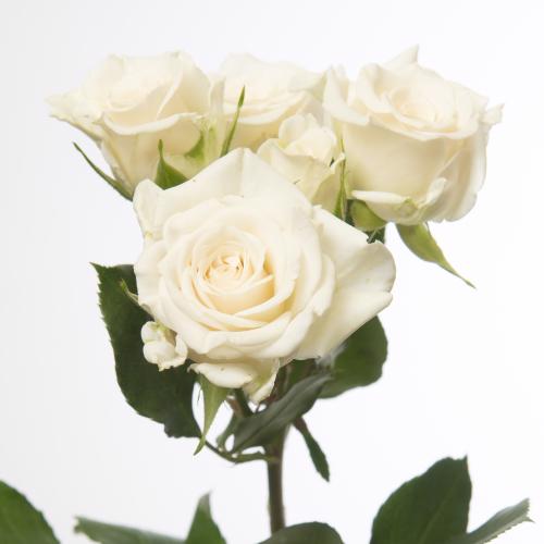 10x Rosa jeanine 50cm