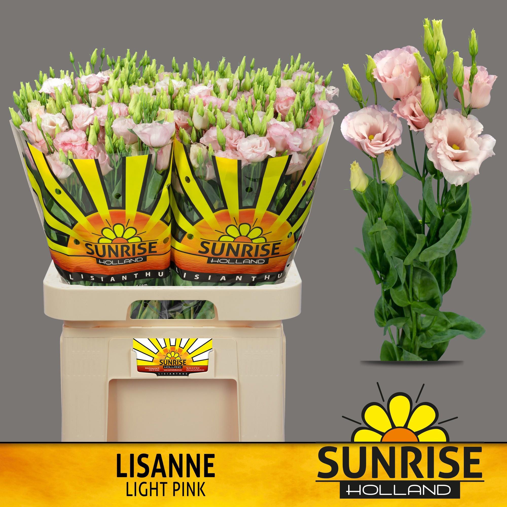 10x Eust.lisanne light pink du 70cm