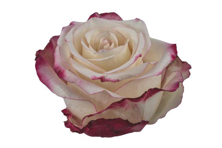 25x Rosa sweetnesse 70cm