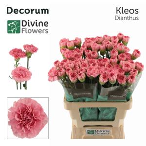 20x Dian.st.kleos 60cm