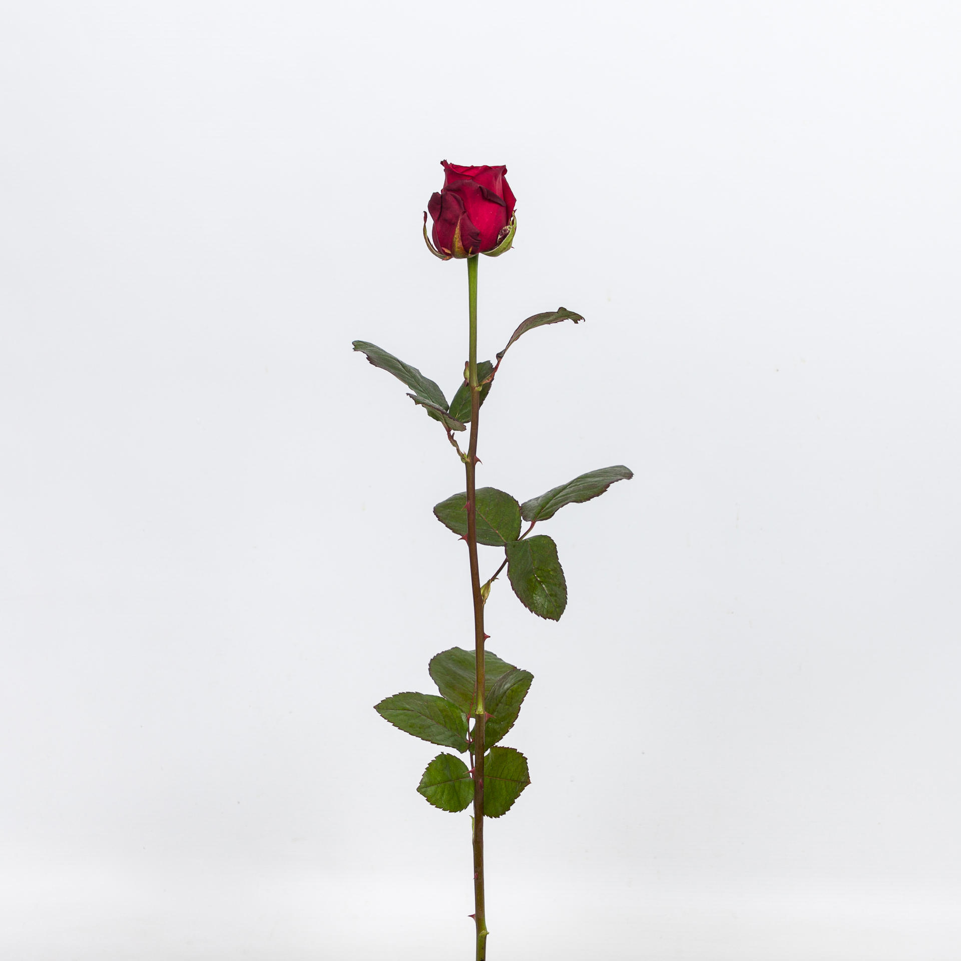 10x Rosa red naomi! 50cm