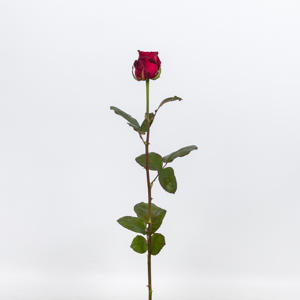 10x Rosa red naomi! 50cm