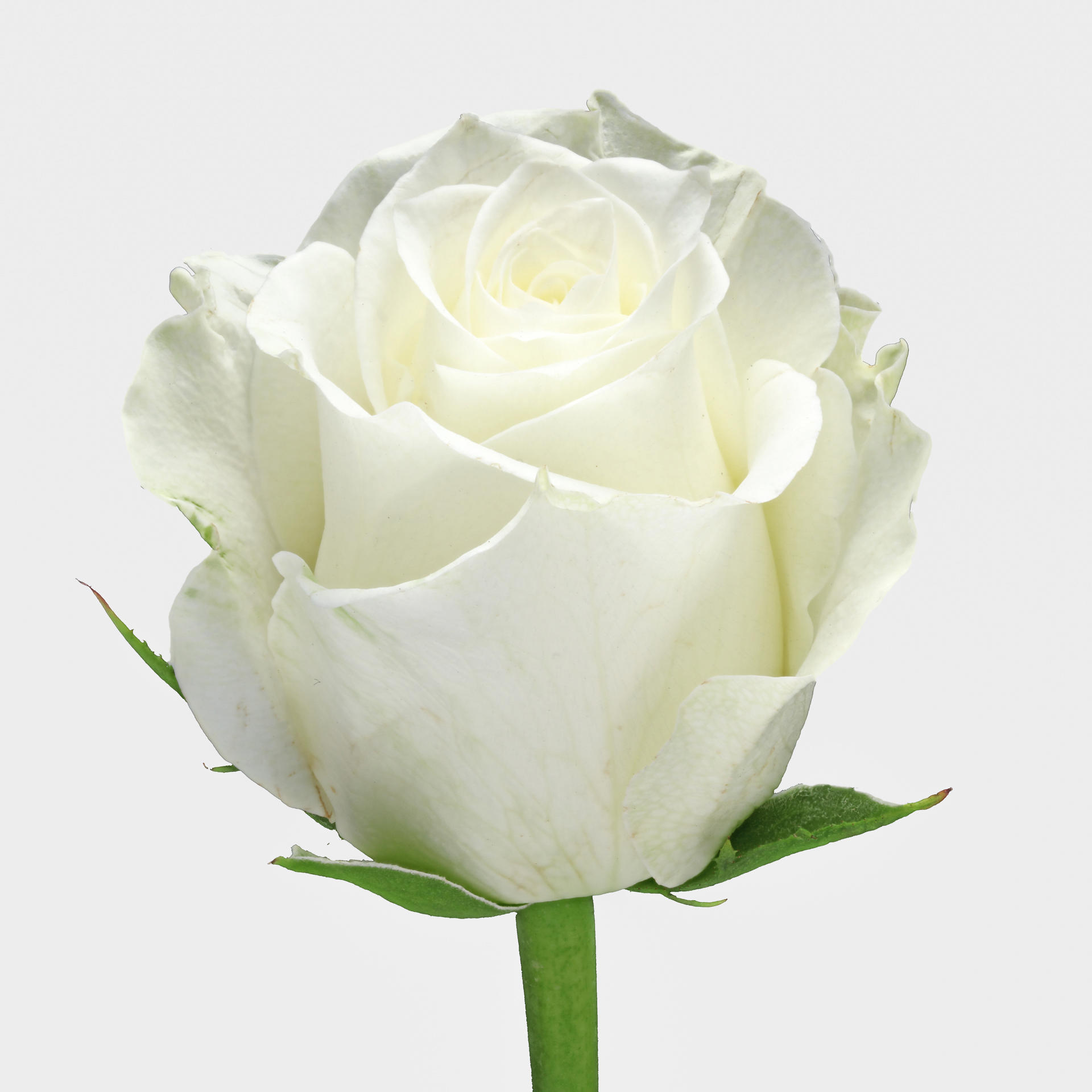 20x Rosa alpe d'huez 60cm