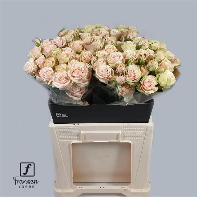 10x Rosa tr. whitney 50cm