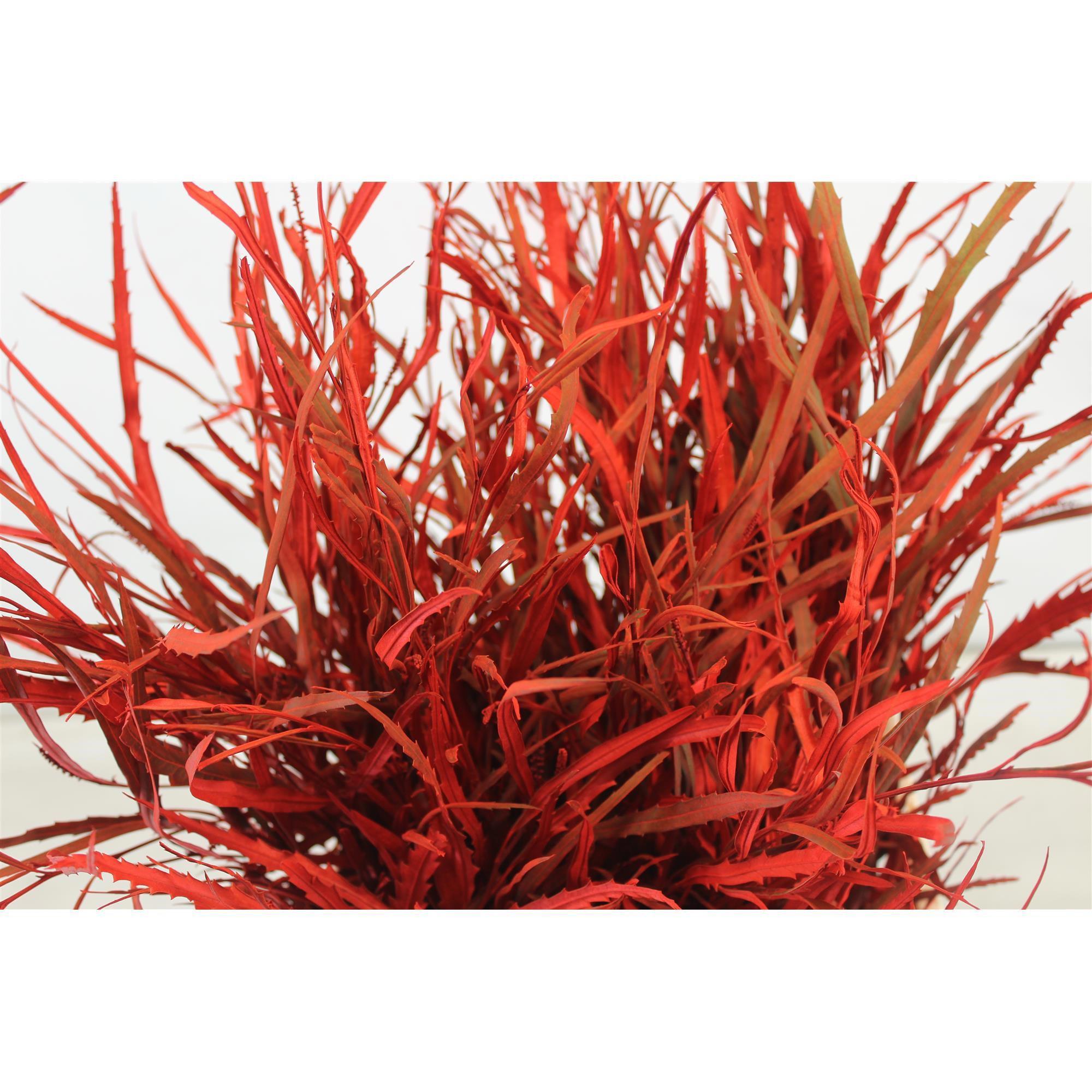 5x Sg grevil.bl.(v) rood 70cm