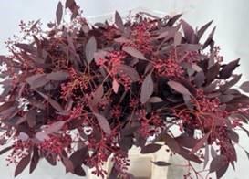 5x Sg eucalyptus pol.bes abs rood 60cm