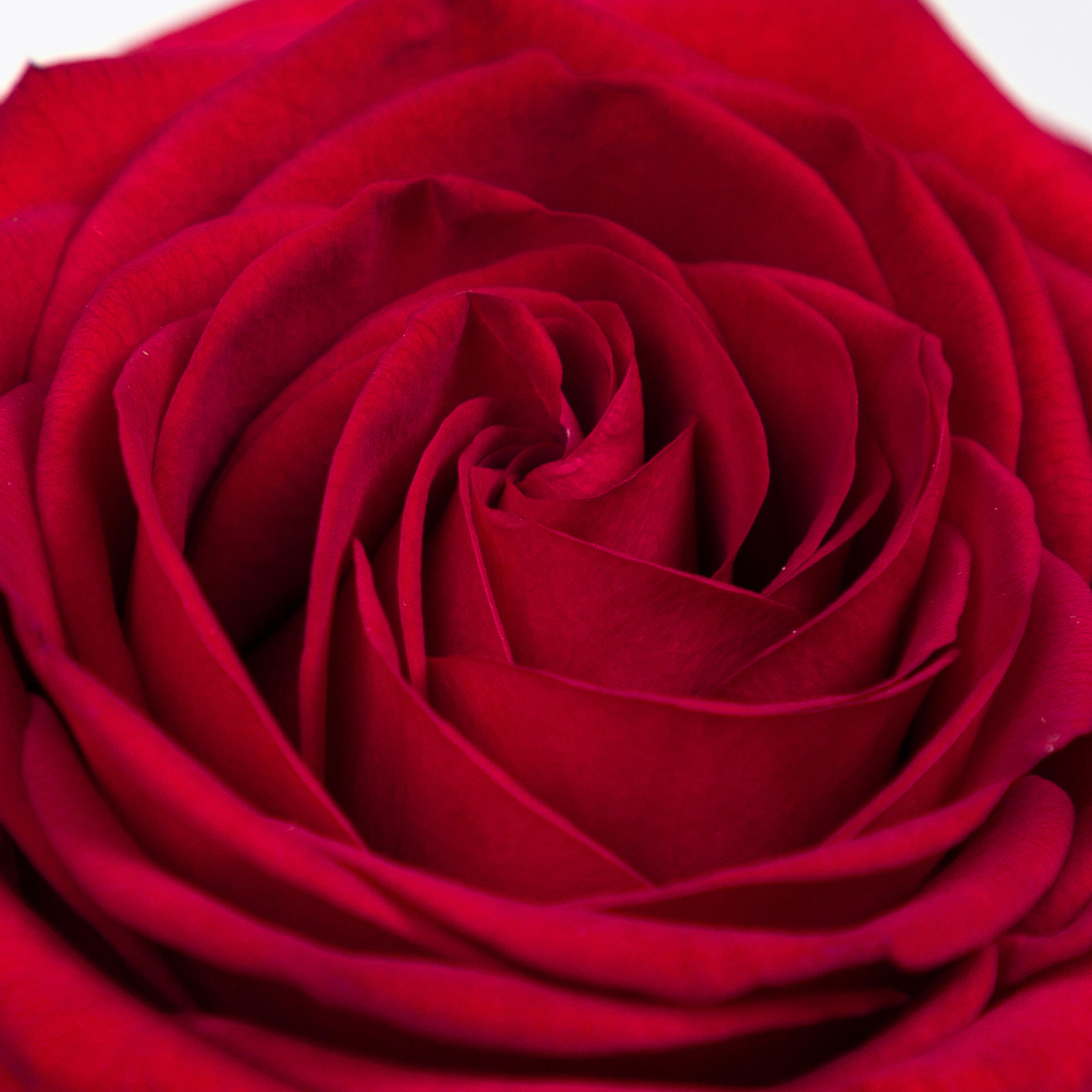10x Rosa red naomi! 40cm