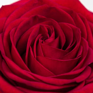 60x Rosa red naomi! 60cm