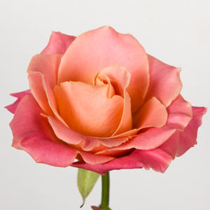 10x Rosa miss piggy+ 40cm