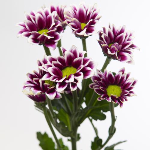 10x Chrysant haydar 70cm