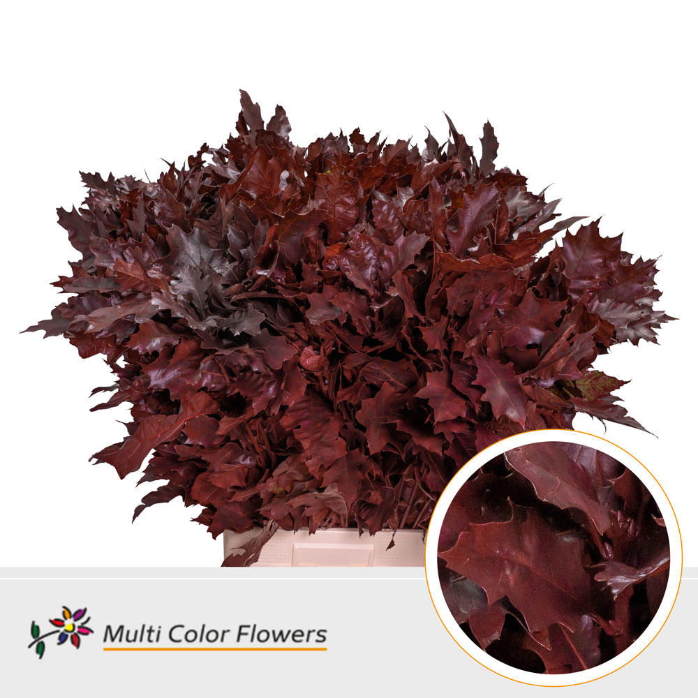 20x Sg quercus bordeaux 60cm