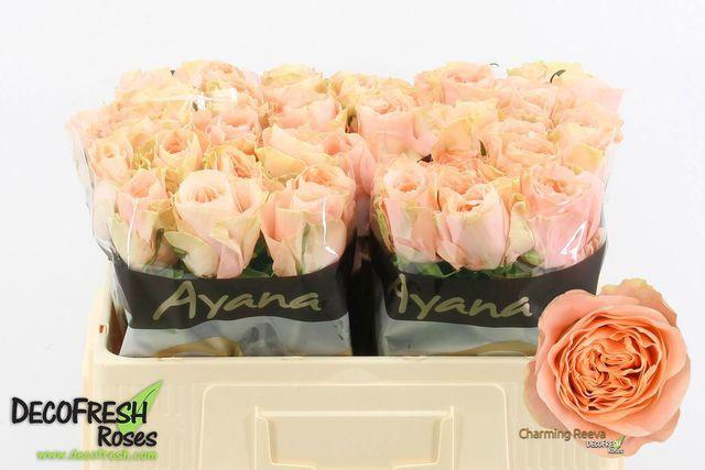 10x Rosa charming reeva 50cm