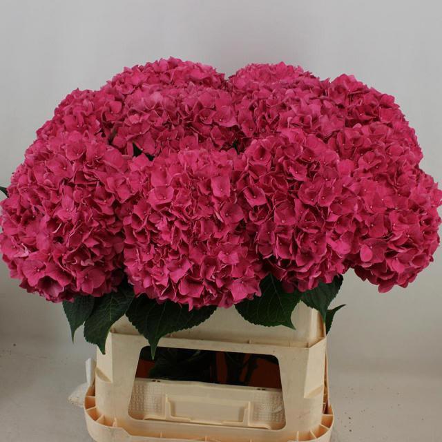 10x Hydr.rodeo rood 80cm
