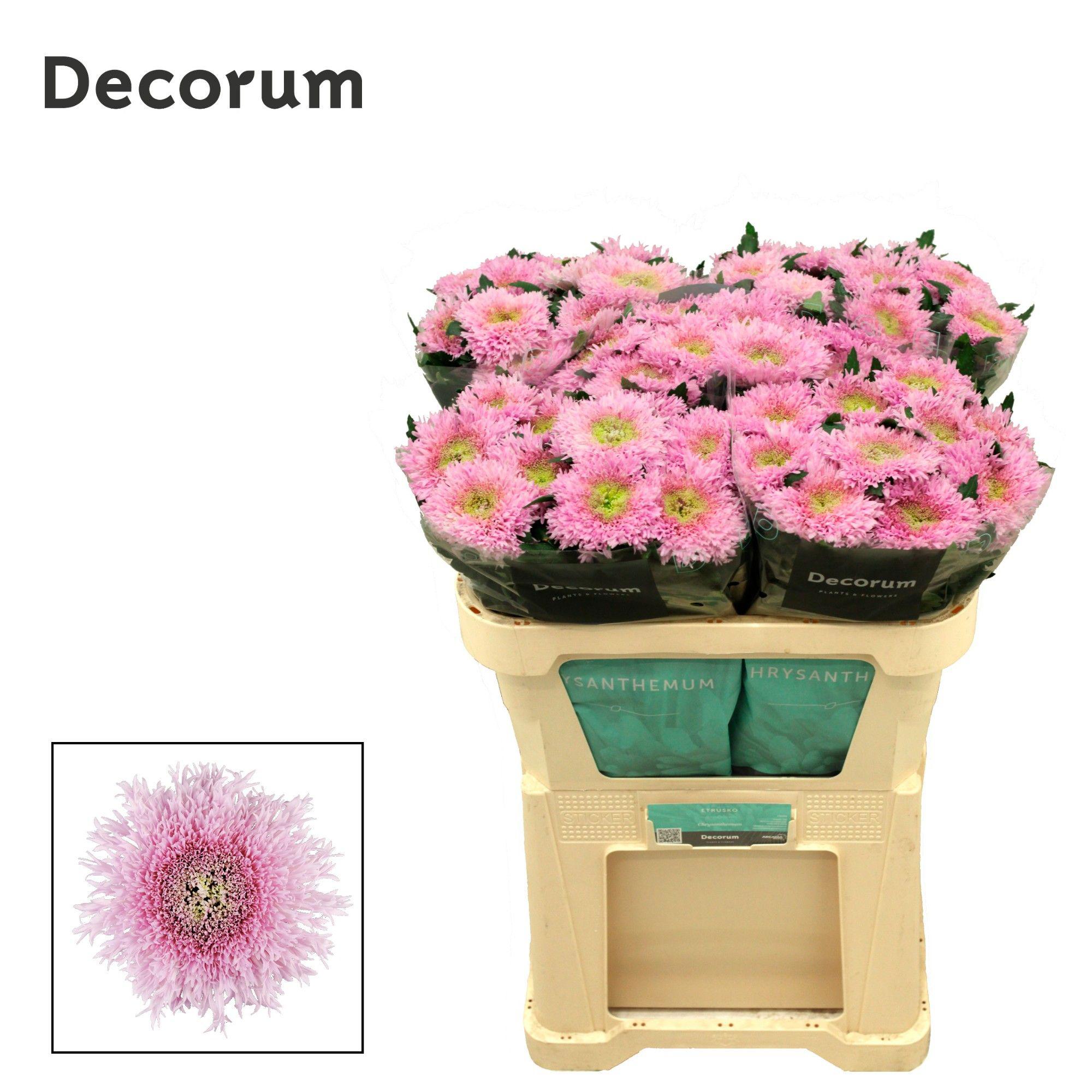 10x Chrysant etrusko g 70cm
