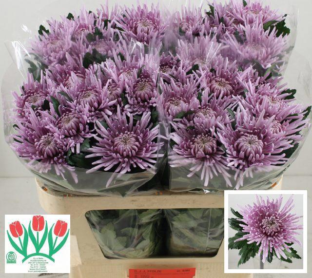 10x Chrysant cipria g 70cm