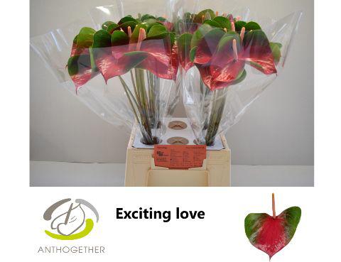 40x Anth.exciting love 10cm