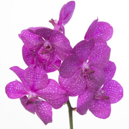 25x Vanda tayanee cerise 10cm
