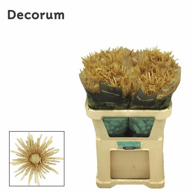 10x Chrysant cipria salmon 70cm