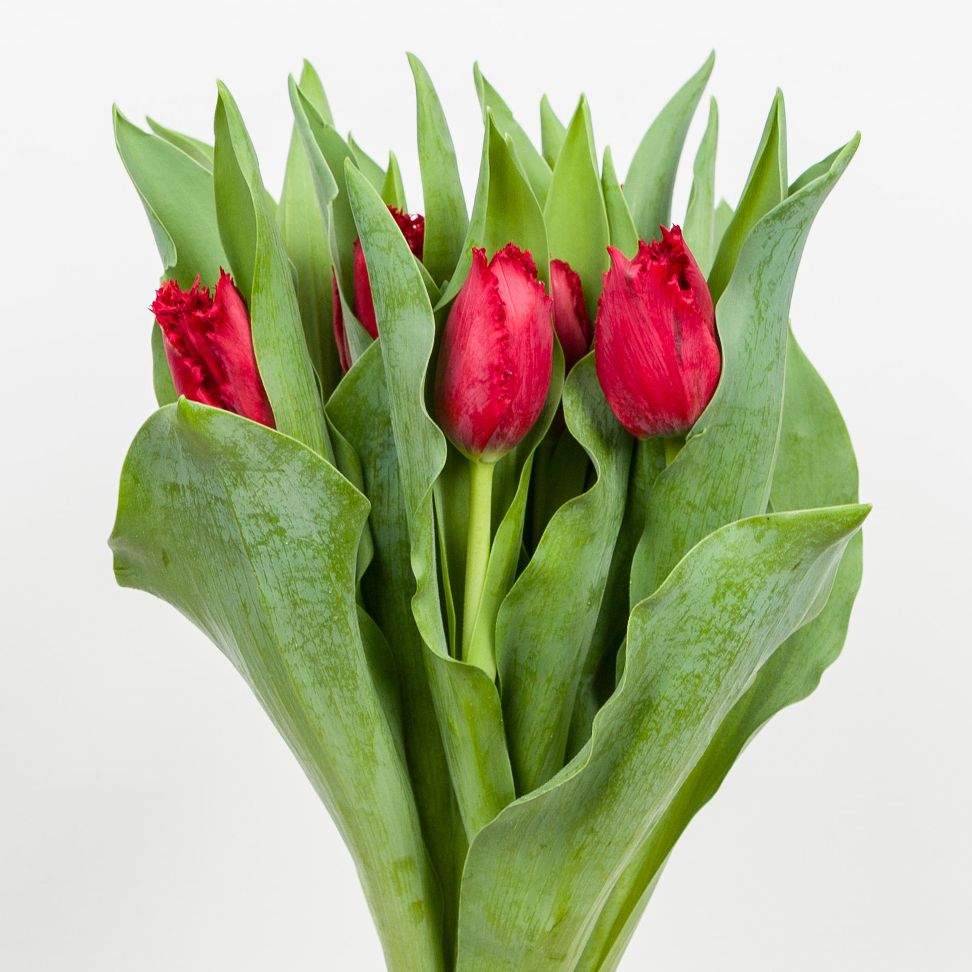 50x Tulipa indiana gf 40cm