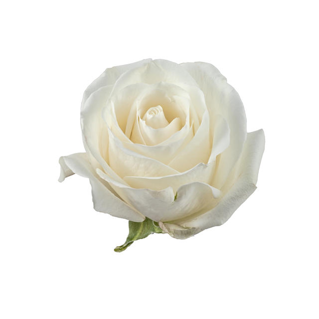 25x Rosa tibet! 40cm