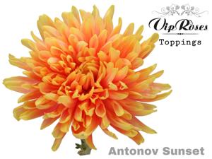 20x Chrysant antonov sunset 60cm