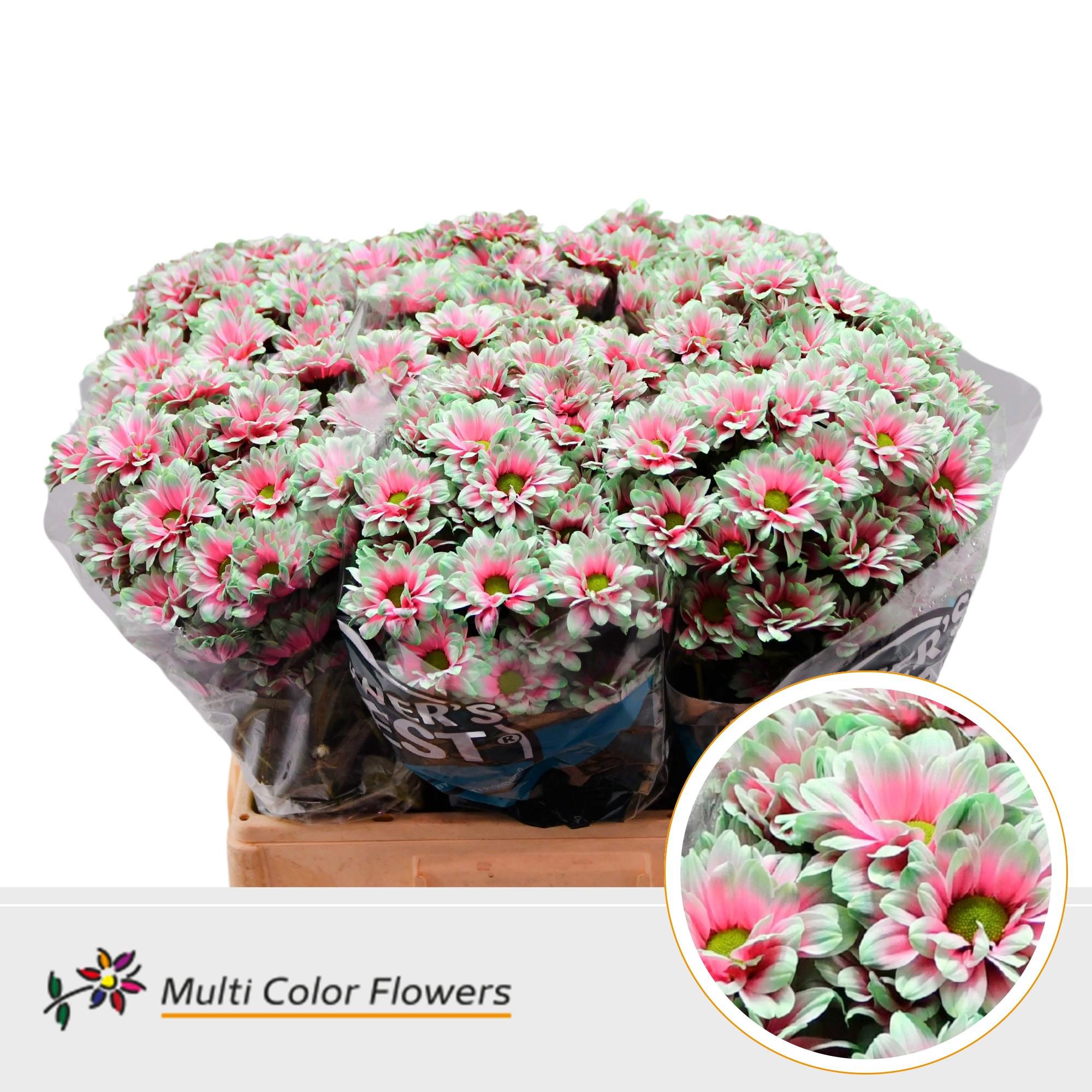 10x Chrysant overig 60cm