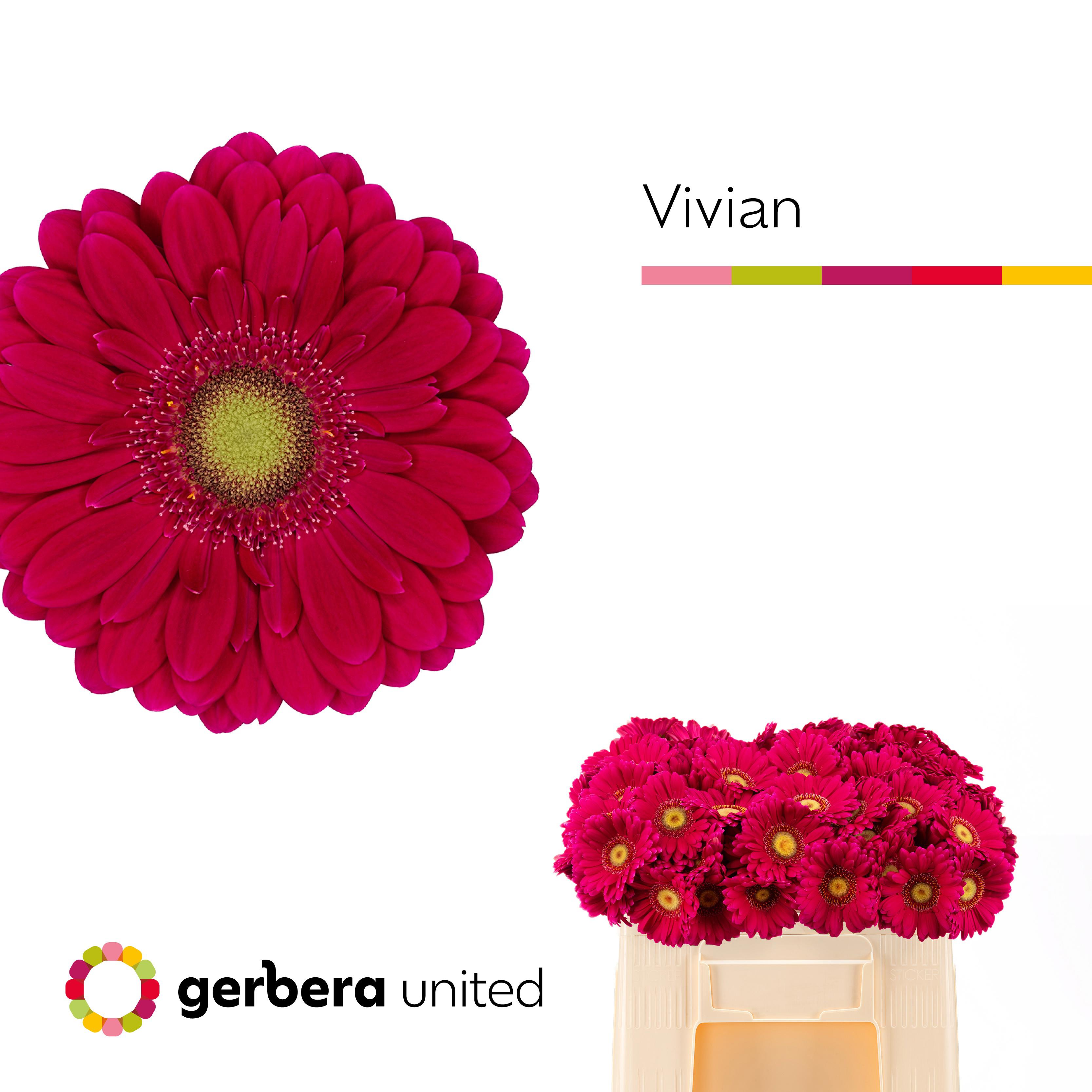 20x Germ.vivian 50cm