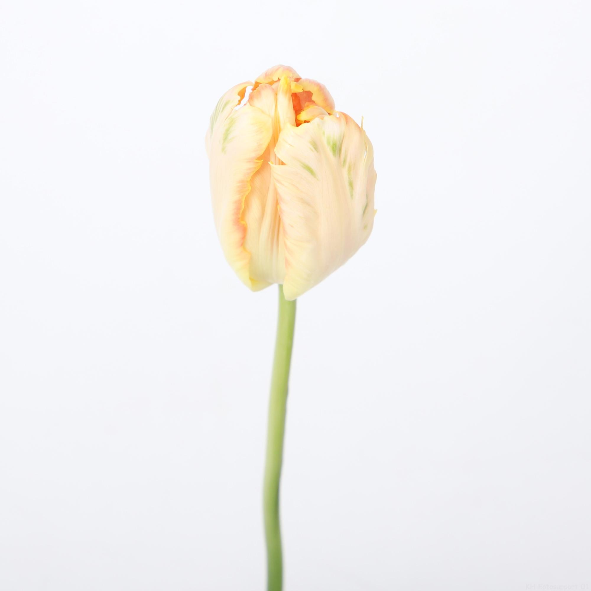 50x Tulipa apricot parrot pa 40cm