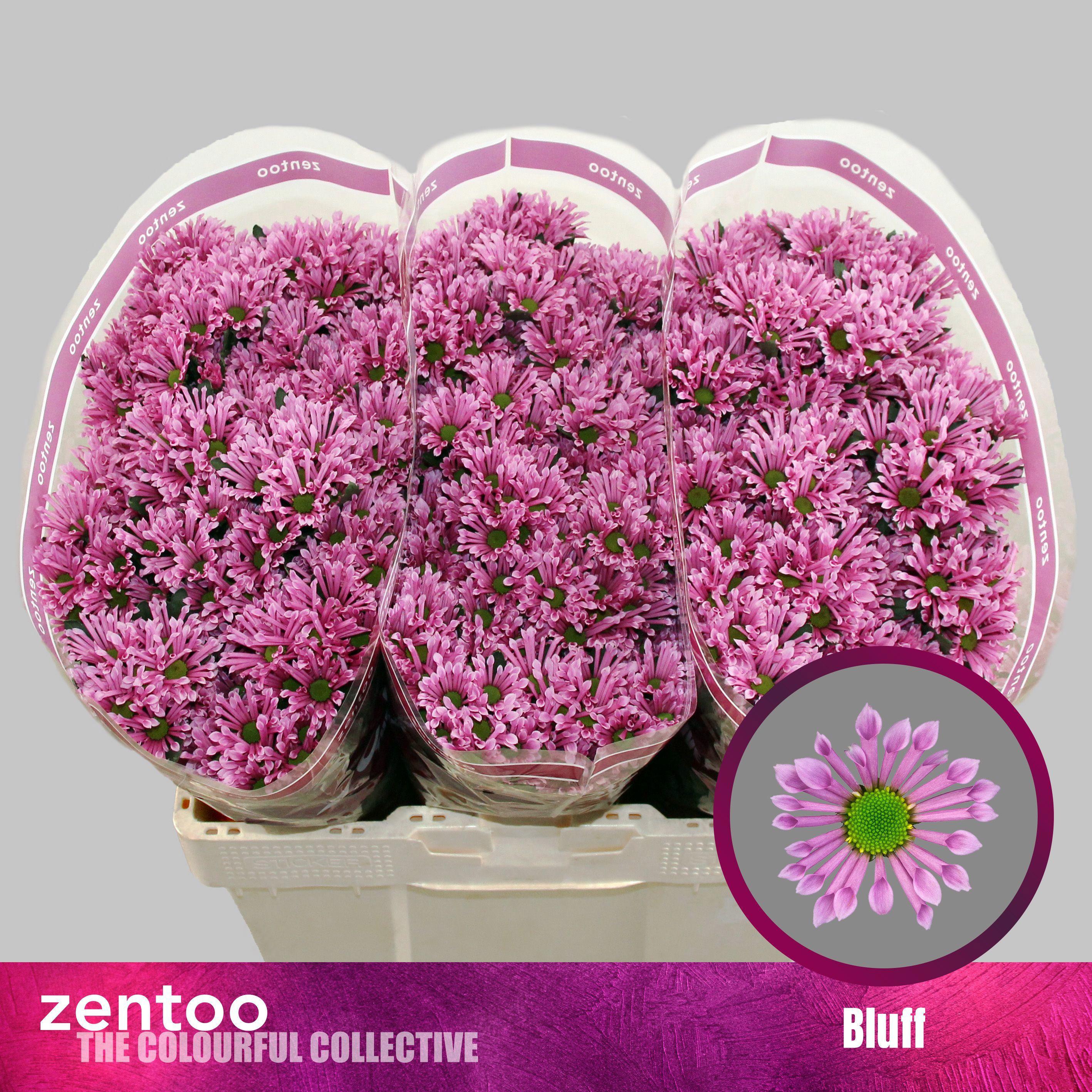 25x Chrysant san.bluff 50cm