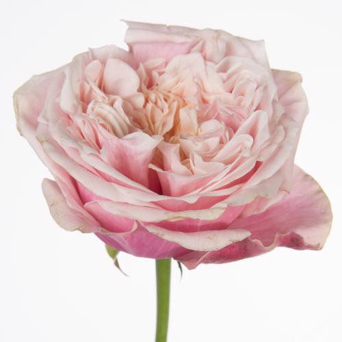 10x Rosa notting hill 50cm