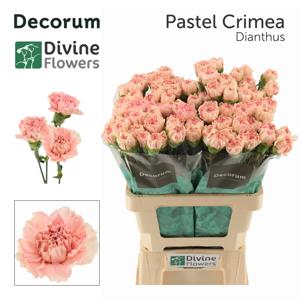 20x Dian.st.pastel crimea 60cm