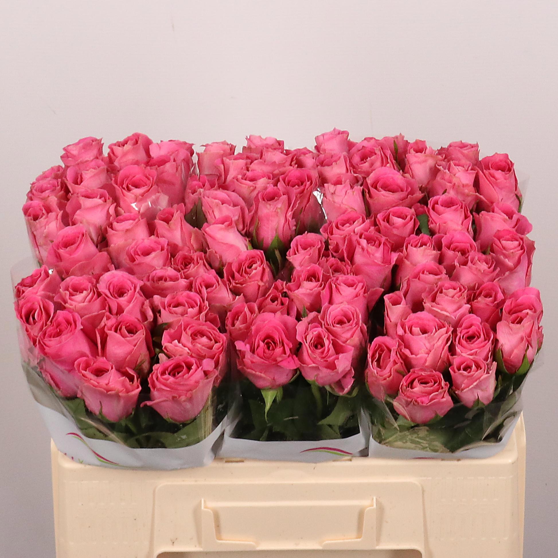10x Rosa water game 50cm