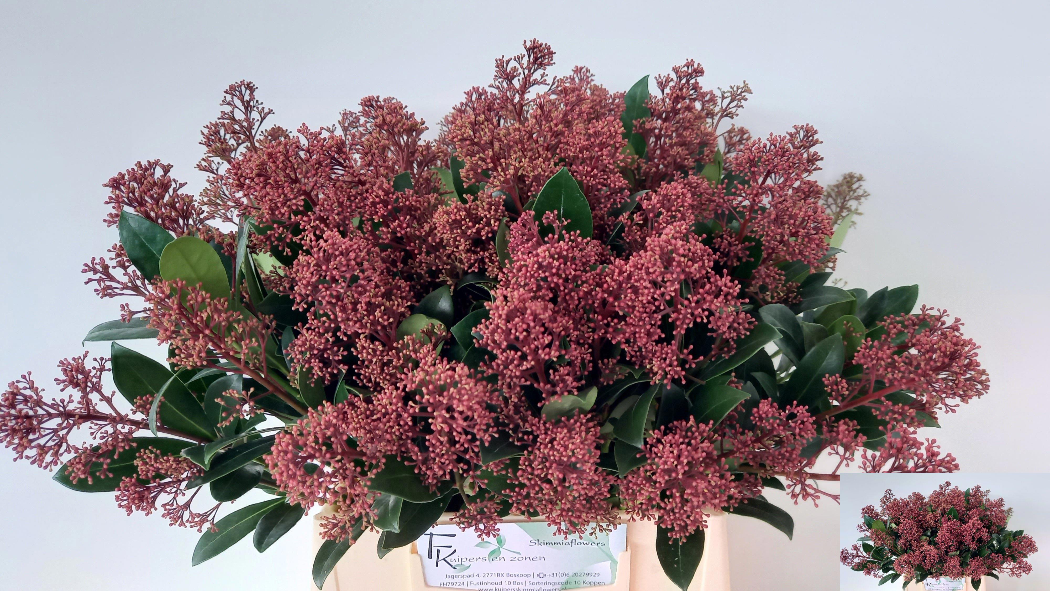 5x Skimmia rubella 40cm