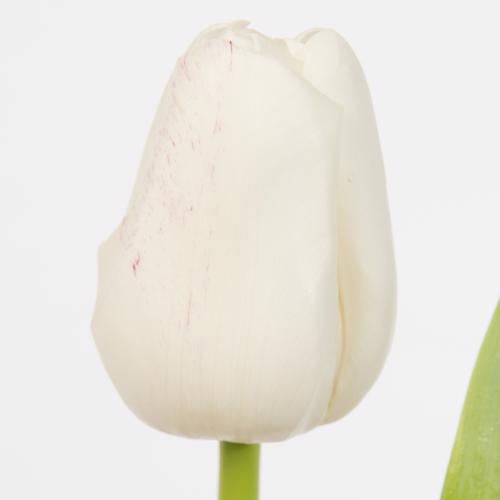 50x Tulipa update en 40cm