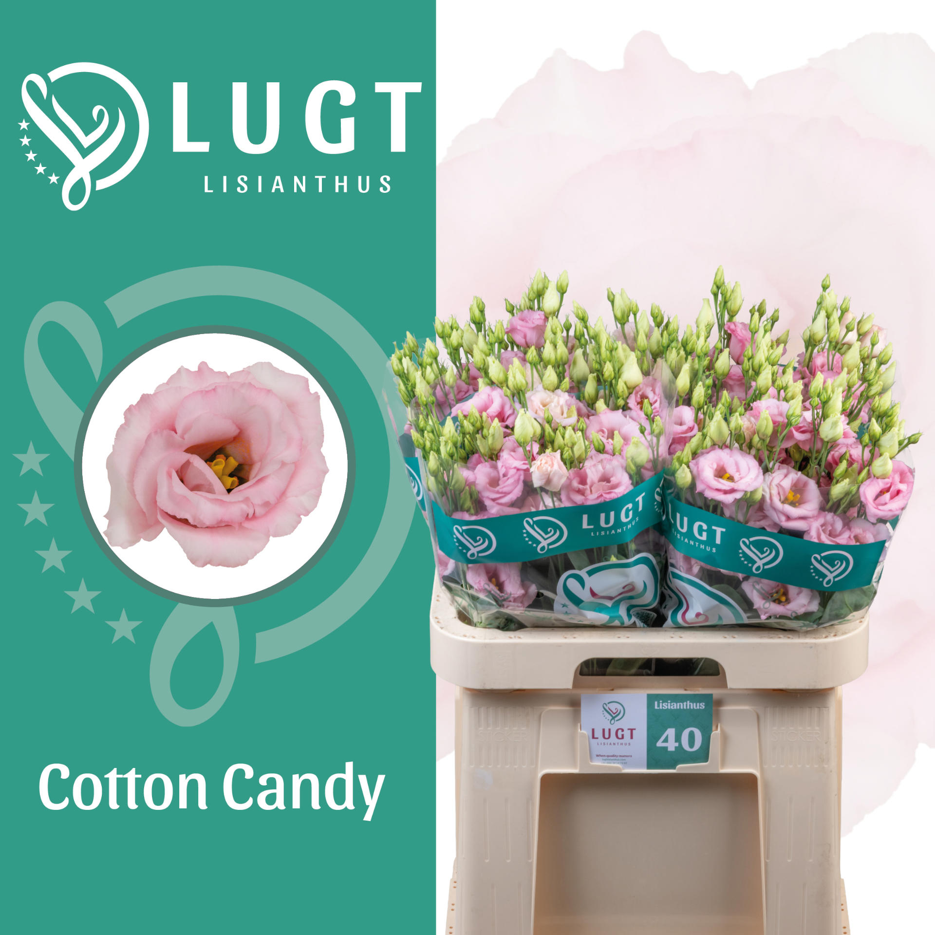 10x Eust.cotton candy du 70cm
