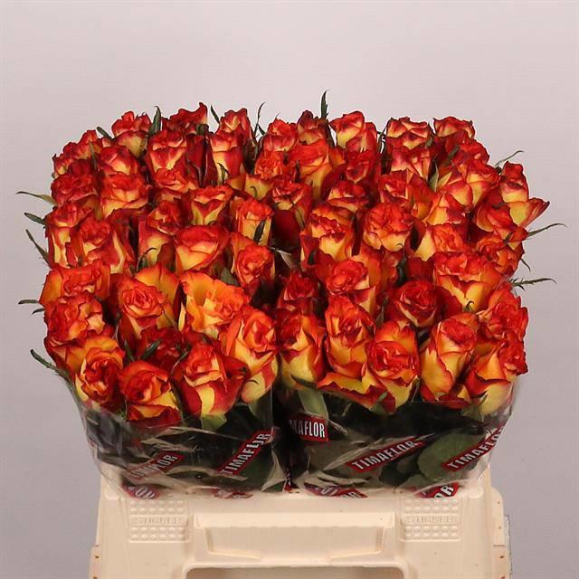 20x Rosa high & magic 40cm