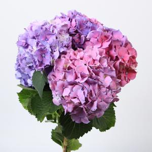 10x Hydr.cassanova 60cm