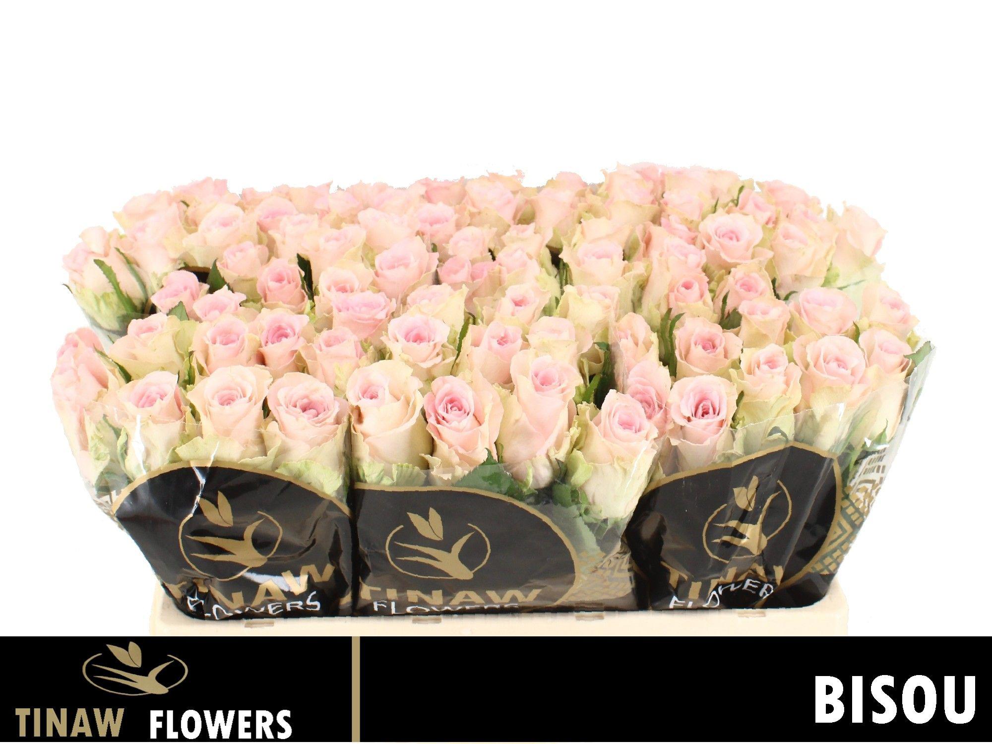 20x Rosa bisou 50cm