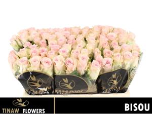 20x Rosa bisou 50cm