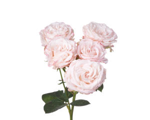 10x Rosa bombastic 60cm