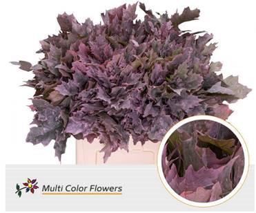 20x Sg quercus roze 60cm