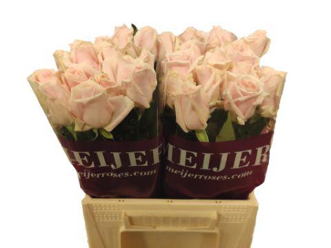 10x Rosa sweet avalanche+ 40cm
