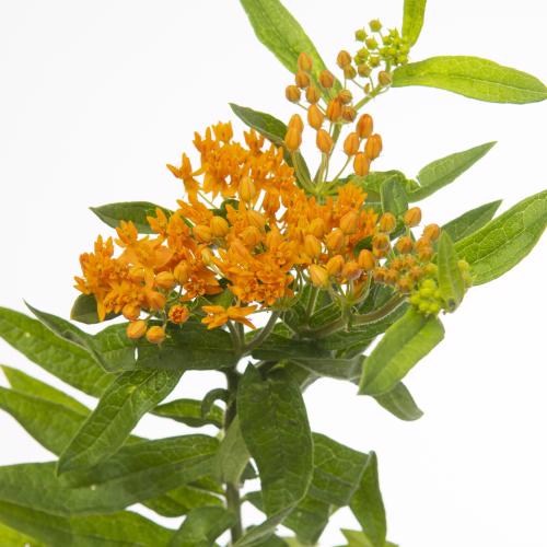 10x Ascl.tuberosa 50cm