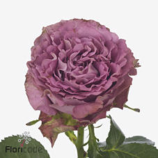 10x Rosa blue lagoon 50cm