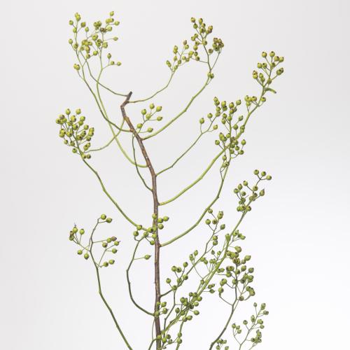 30x Rosa corallo 80cm