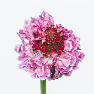 25x Scabiosa focal scoop bicolor pink 60cm